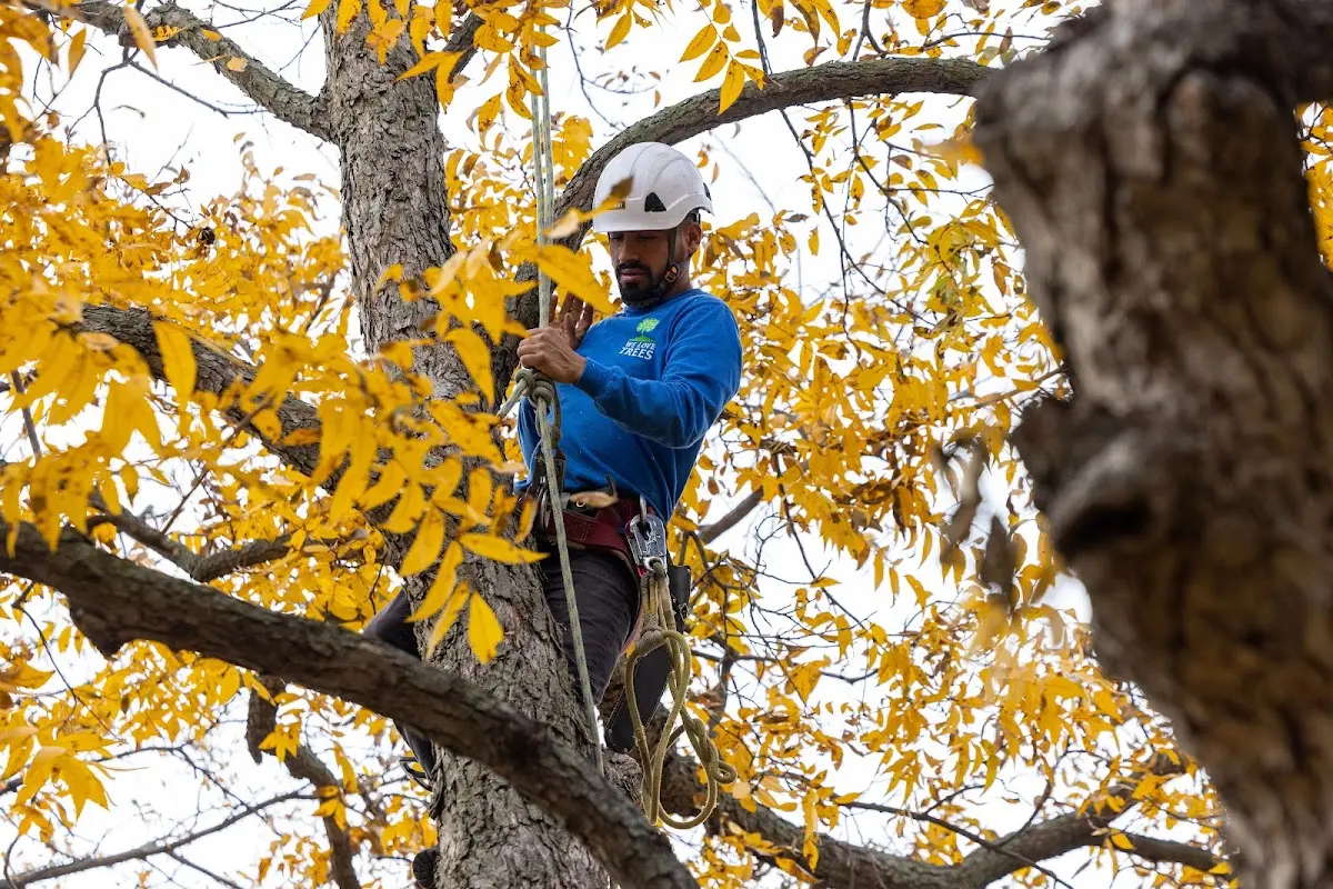 Skilled Tree Pruning crew working in Neville